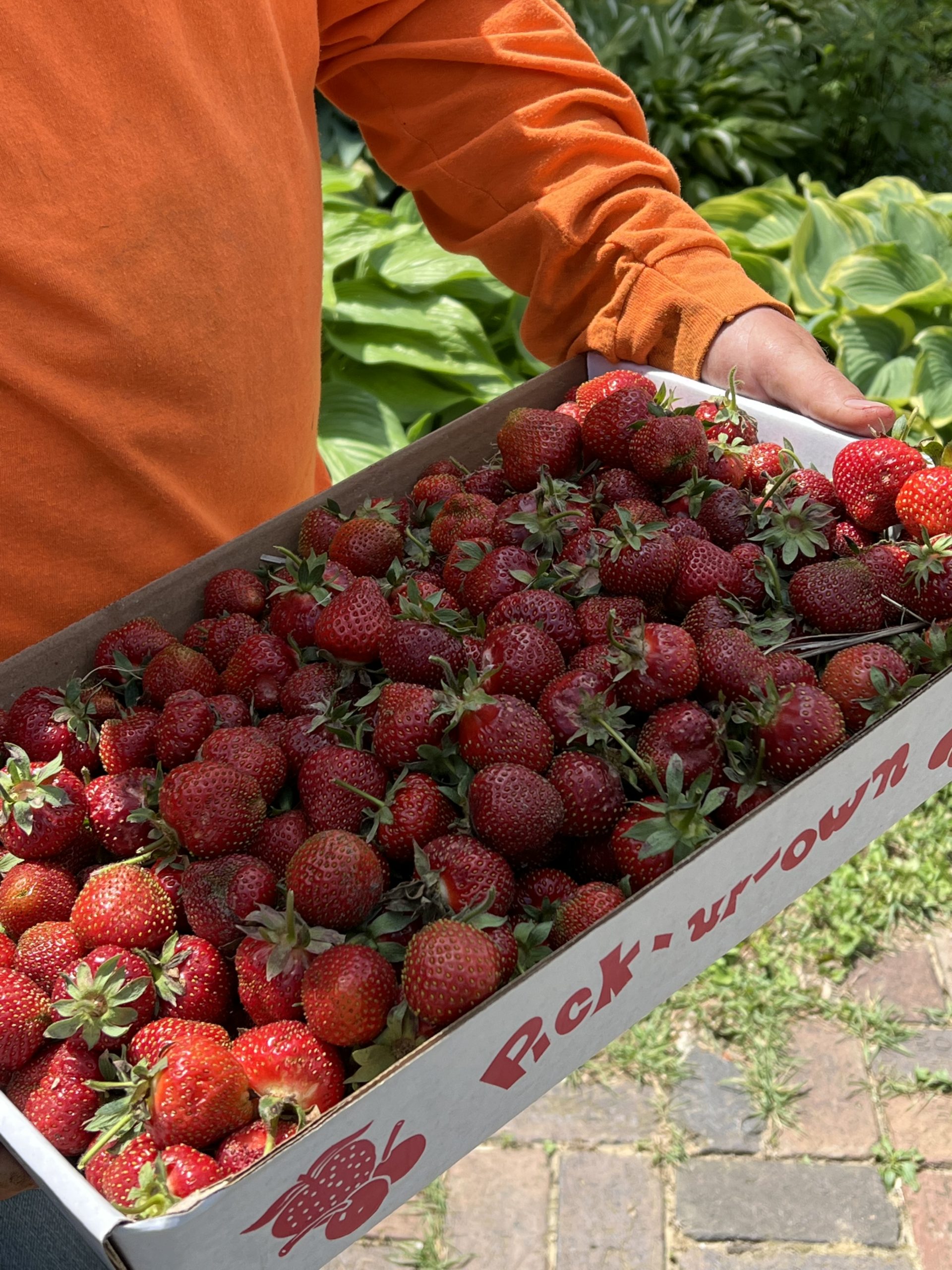 Strawberry Harvest Starts June 9th!